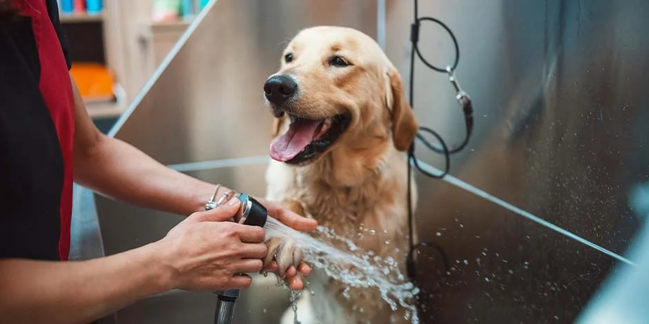Servicio de baño y peluquería canina